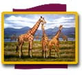 Click here to see Animal Prints